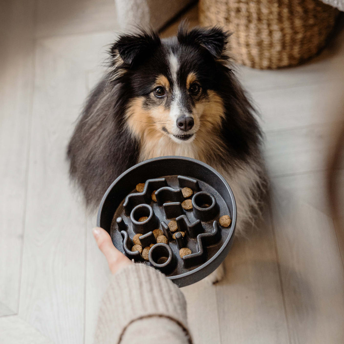 Prečo používať slow feeder misky pre psa 🐾