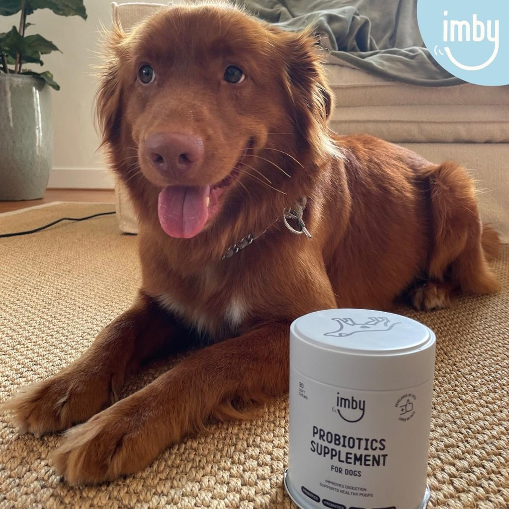 Doplnok pre zdravú črevnú mikroflóru psov