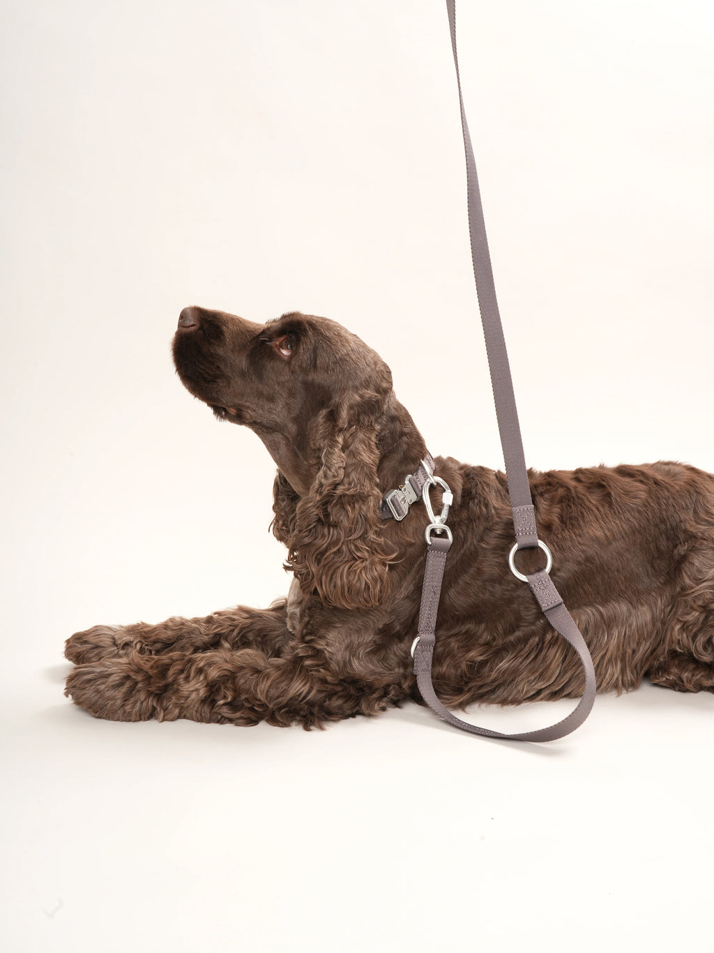 Obojok pre psa Performance (mocca)