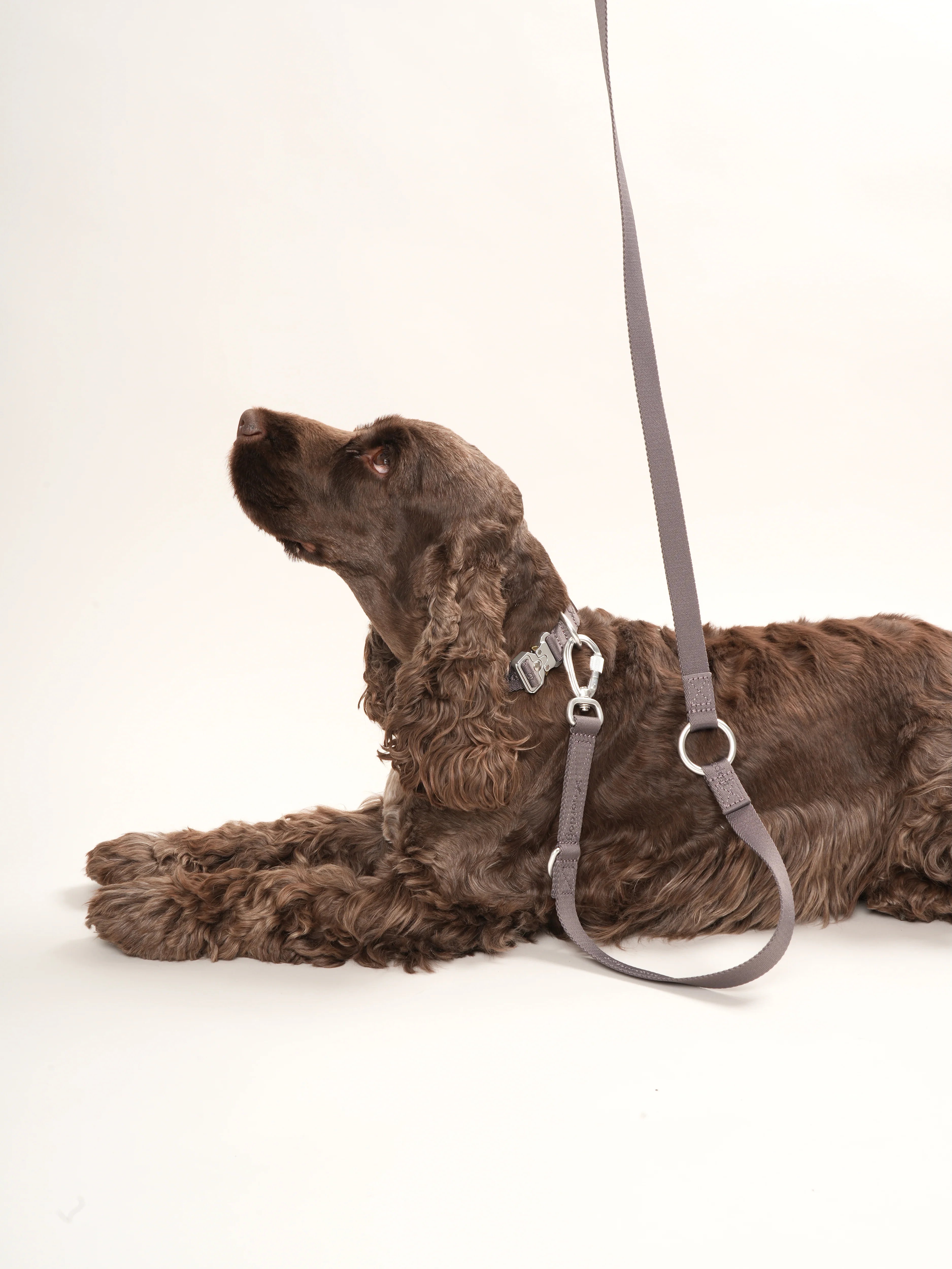 Vodítko pre psa Performance (mocca)