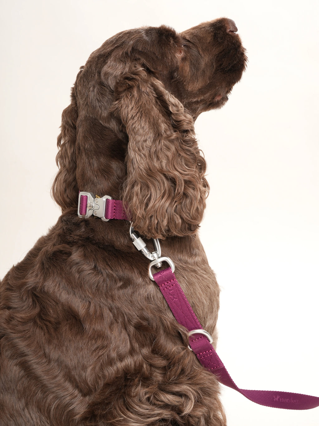 Obojok pre psa Performance (bordové)