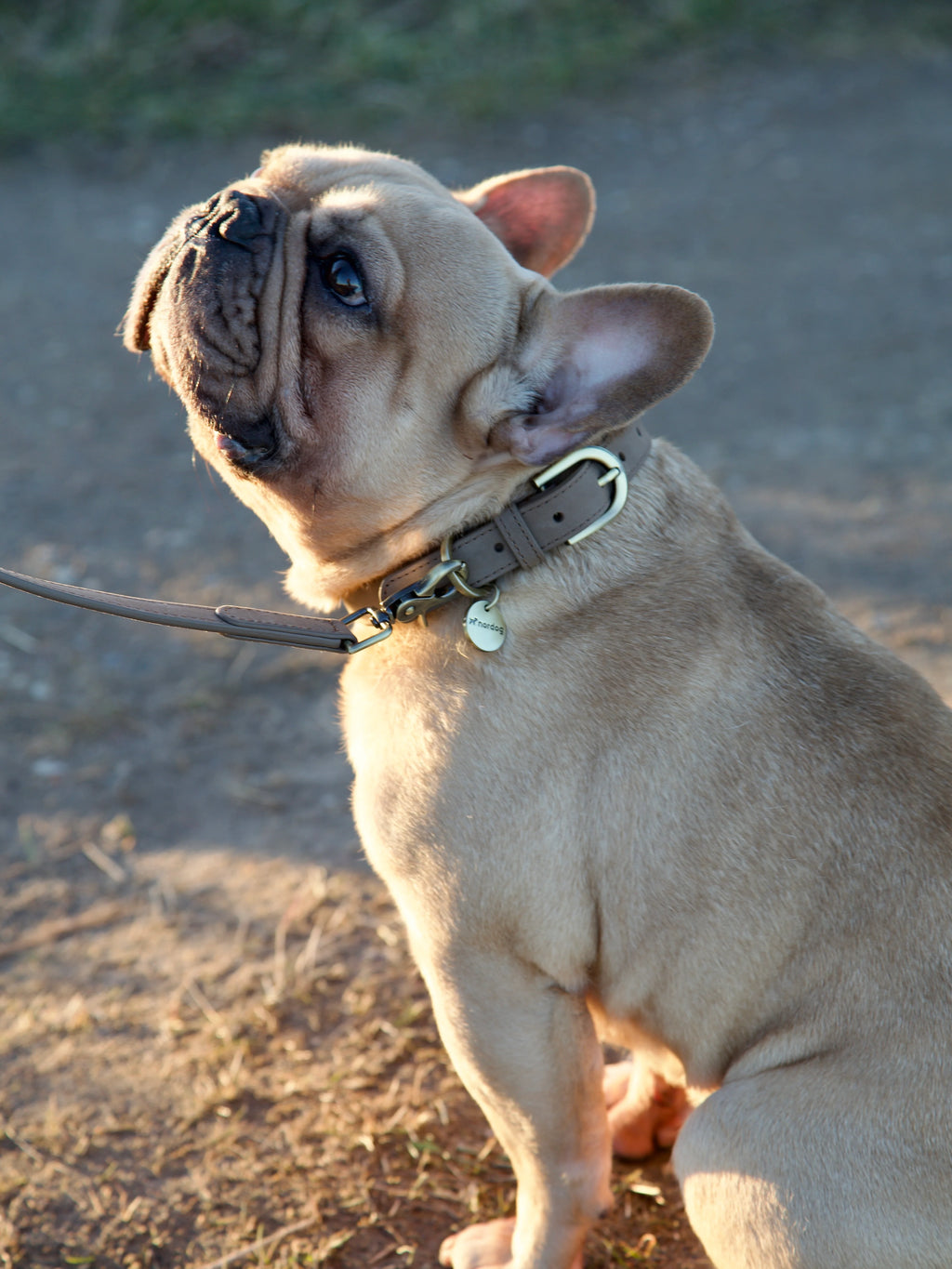 Obojok pre psa Thomas Nugát