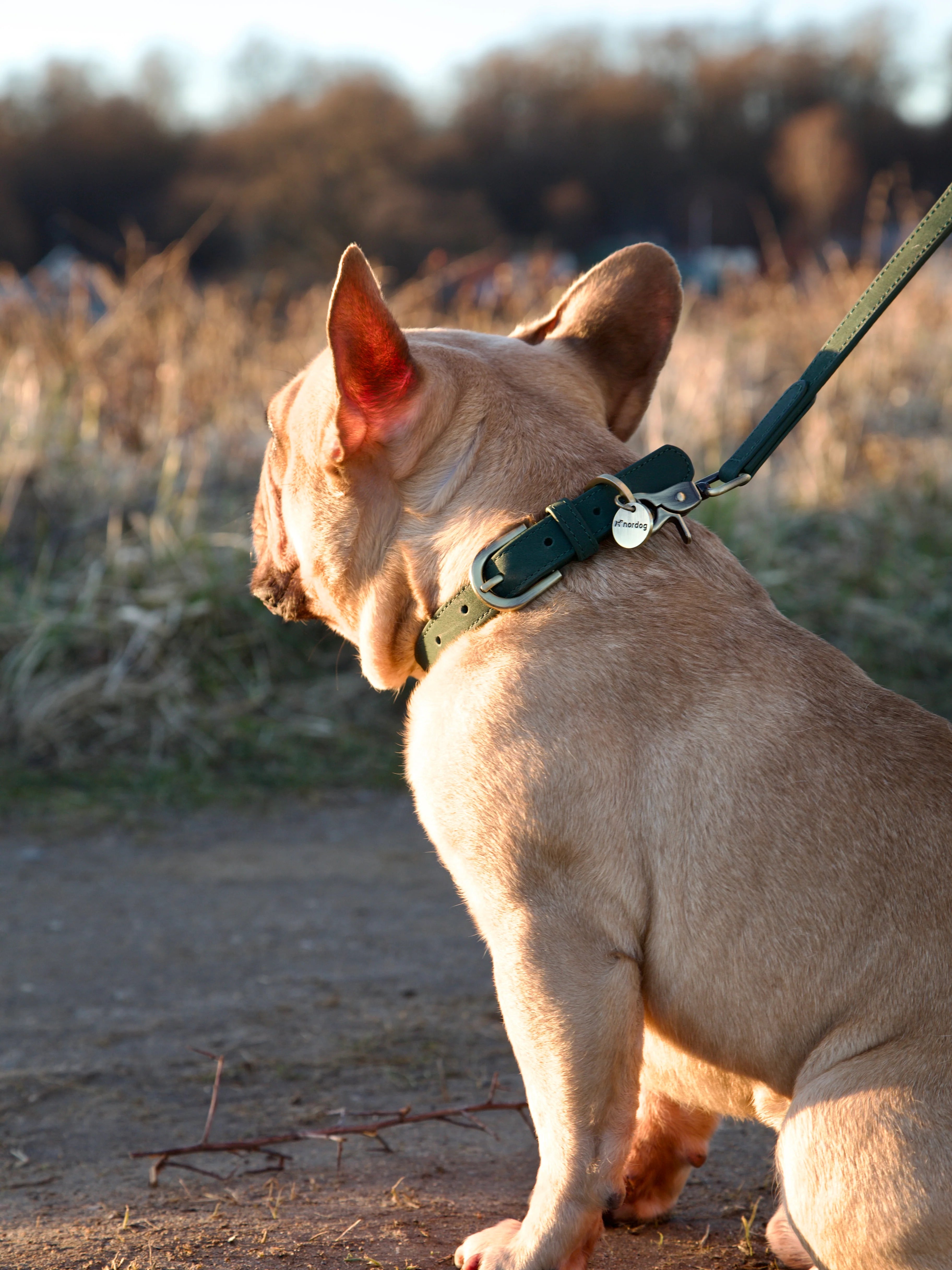 Obojok pre psa Thomas Avokádo