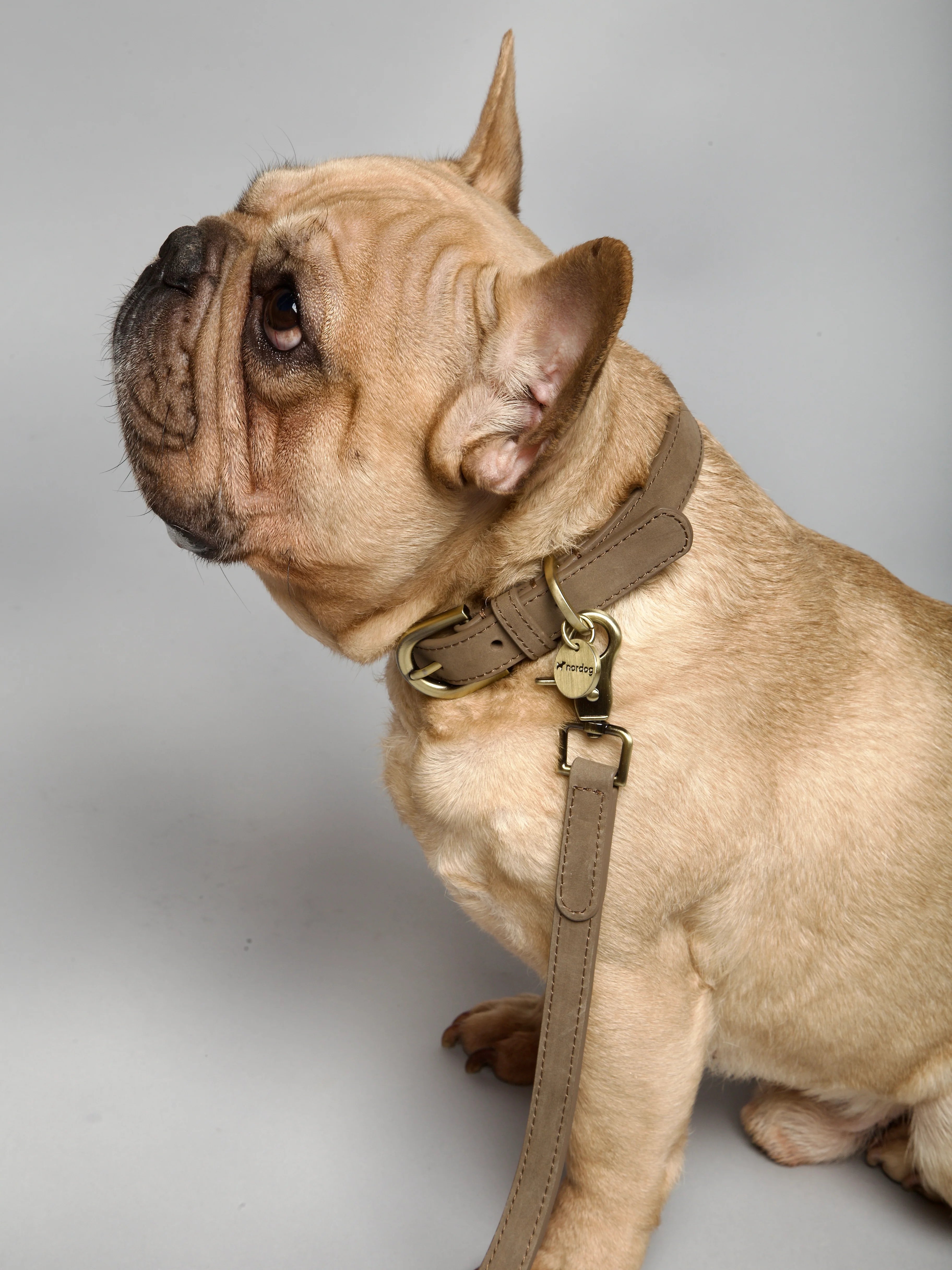 Obojok pre psa Thomas Nugát