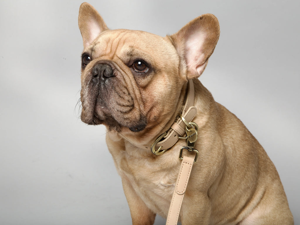 Obojok pre psa Thomas Vanilka