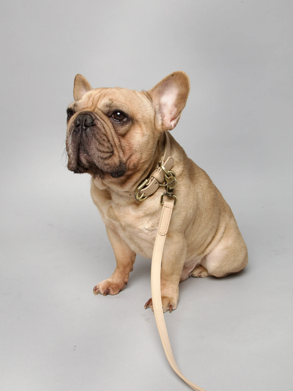 Obojok pre psa Thomas Vanilka