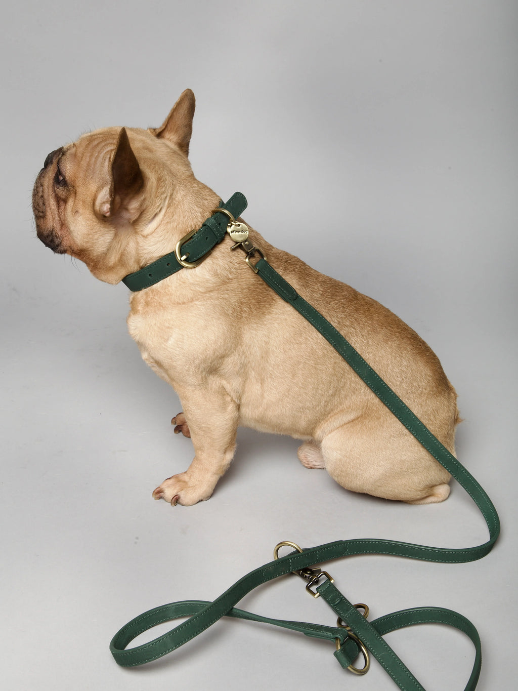 Thomas Dog Collar Avocado