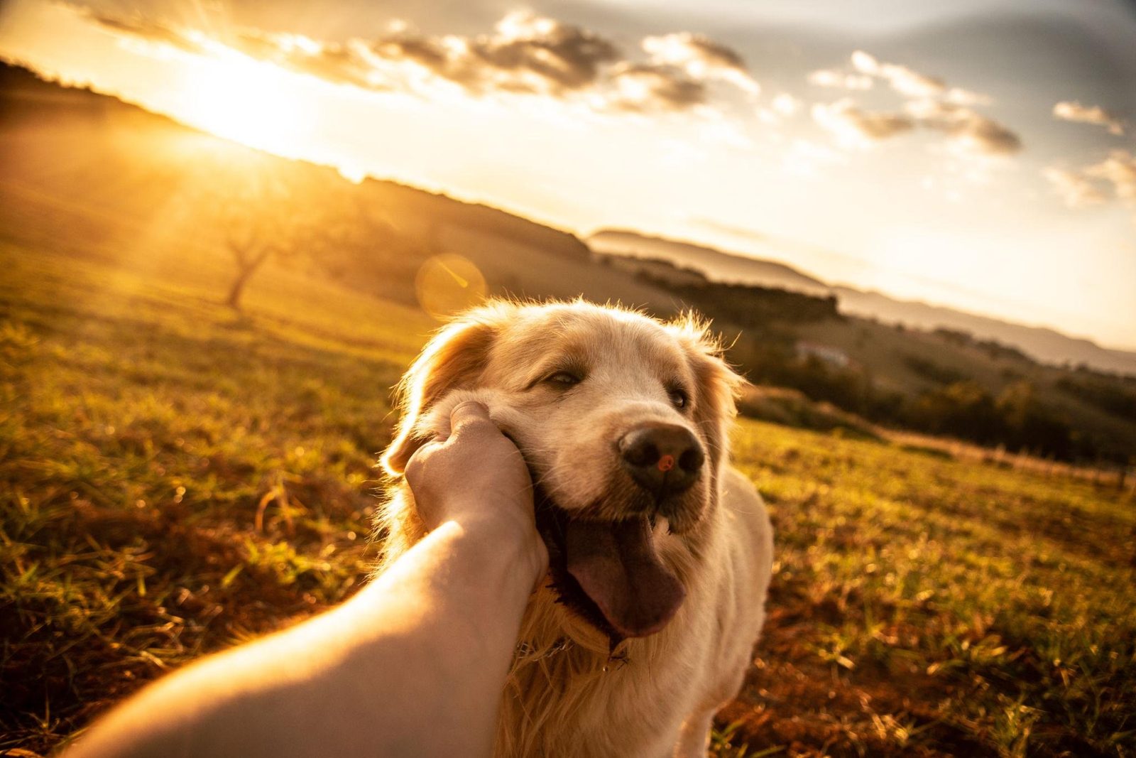 PawVita — prémiové produkty pre psov